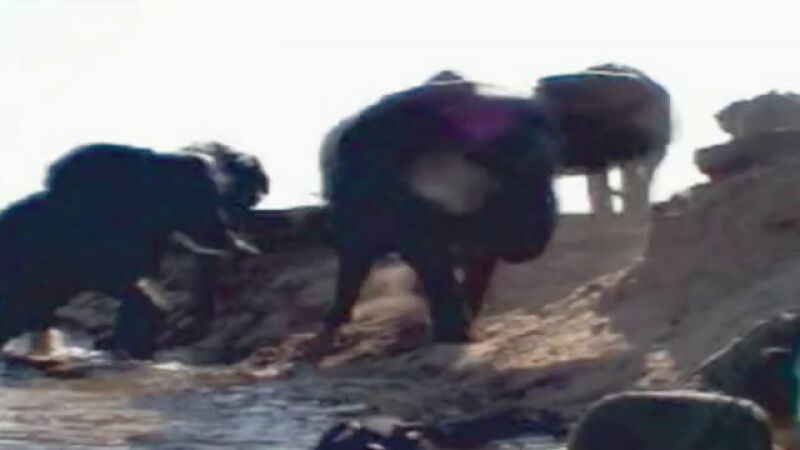 Ataque de un elefante en África 