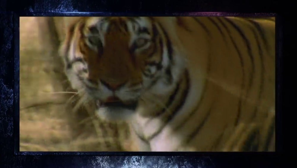 El Tigre Mas Lindo Del Mundo