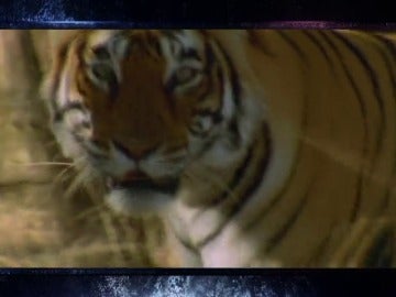 Frame 4.666822 de: El tigre, el felino más grande el mundo