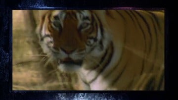 Frame 4.666822 de: El tigre, el felino más grande el mundo