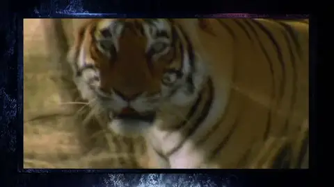 Frame 4.666822 de: El tigre, el felino más grande el mundo Frame 4.666822 de: El tigre, el felino más grande el mundo