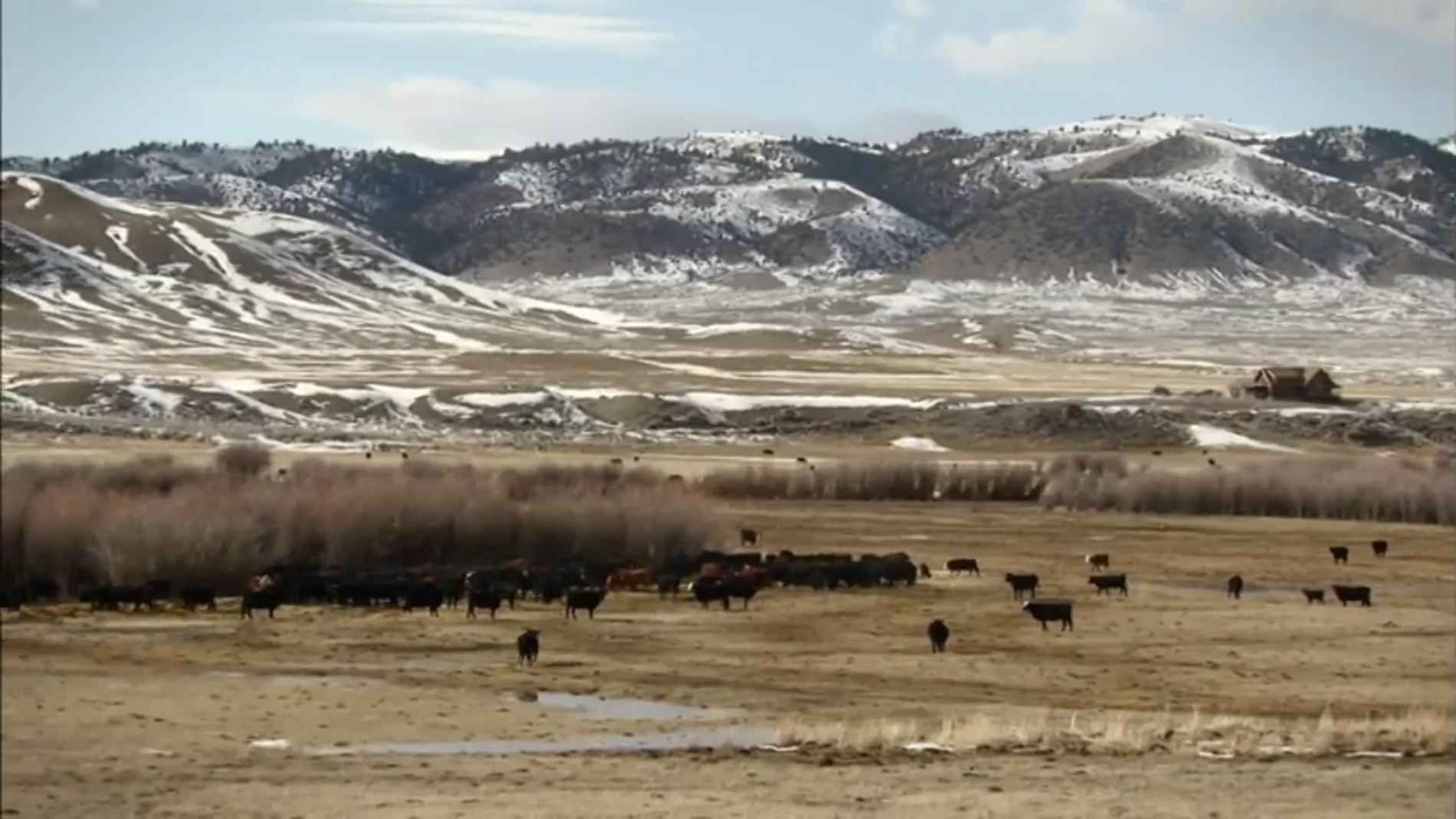 Frame 13.786625 de: Los ganaderos de Montana, preocupados por el ataque de los pumas