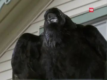 Vive la 'Bichobuena' en MEGA Vive la 'Bichobuena' en MEGA