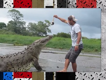 Alimentando un cocodrilo Alimentando un cocodrilo