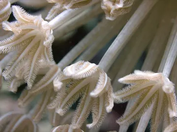 La Gran Barrera de Coral La Gran Barrera de Coral