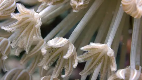 La Gran Barrera de Coral La Gran Barrera de Coral