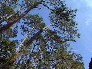 árbol en Mountain Men árbol en Mountain Men