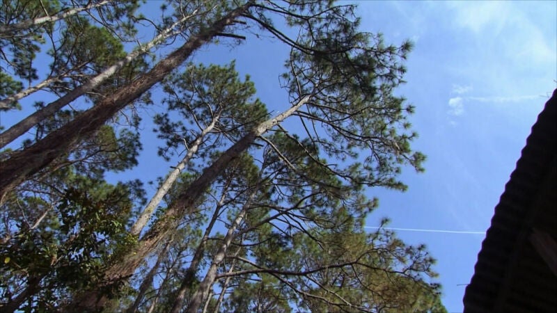 'Mountain Men': Cómo talar tres árboles con un sistema de poleas