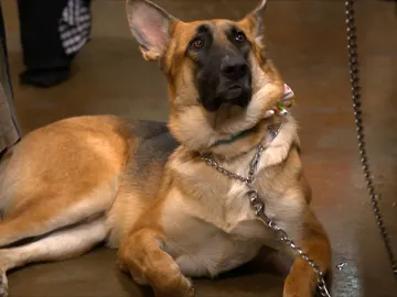 Un restaurante también para perros Un restaurante también para perros