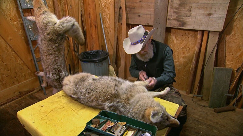 La delicada técnica de Tom para despellejar animales