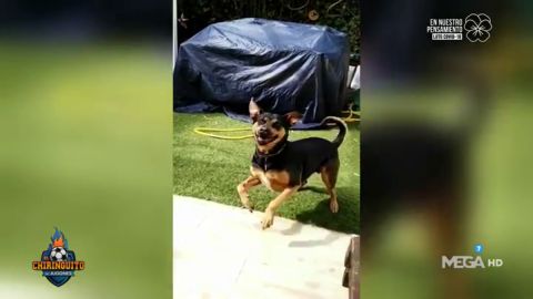 GANAS DE F&Uacute;TBOL