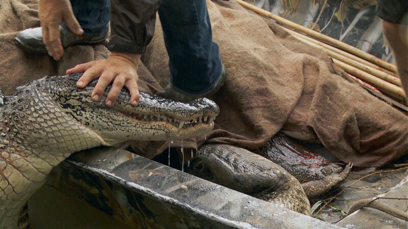 Una fuerte tormenta se acerca y Jacob tiene problemas con su última trampa