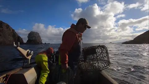 Pescar langostas en bote Cazadores de langostas