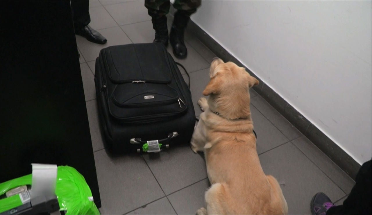 Un perro policía descubre droga en una maleta