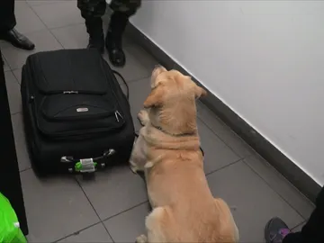 Un perro policía descubre droga en una maleta Un perro policía descubre droga en una maleta