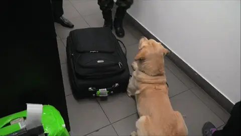 Un perro policía descubre droga en una maleta Alerta aeropuerto