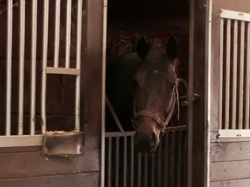 "Nadie quiere caballos gemelos" El doctor Pol nos cuenta el motivo "Nadie quiere caballos gemelos" El doctor Pol nos cuenta el motivo