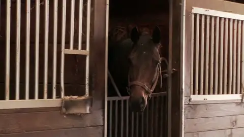 "Nadie quiere caballos gemelos" El doctor Pol nos cuenta el motivo "Nadie quiere caballos gemelos" El doctor Pol nos cuenta el motivo