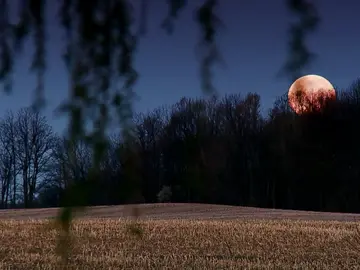 La luna llena enloquece a los animales. Te lo mostramos. La luna llena enloquece a los animales. Te lo mostramos.