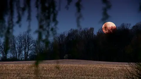 La luna llena enloquece a los animales. Te lo mostramos. La luna llena enloquece a los animales. Te lo mostramos.