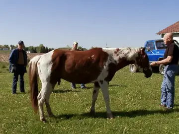 "Es dificilísimo tratar con caballos macho" Dr. Pol nos da la solución "Es dificilísimo tratar con caballos macho" Dr. Pol nos da la solución