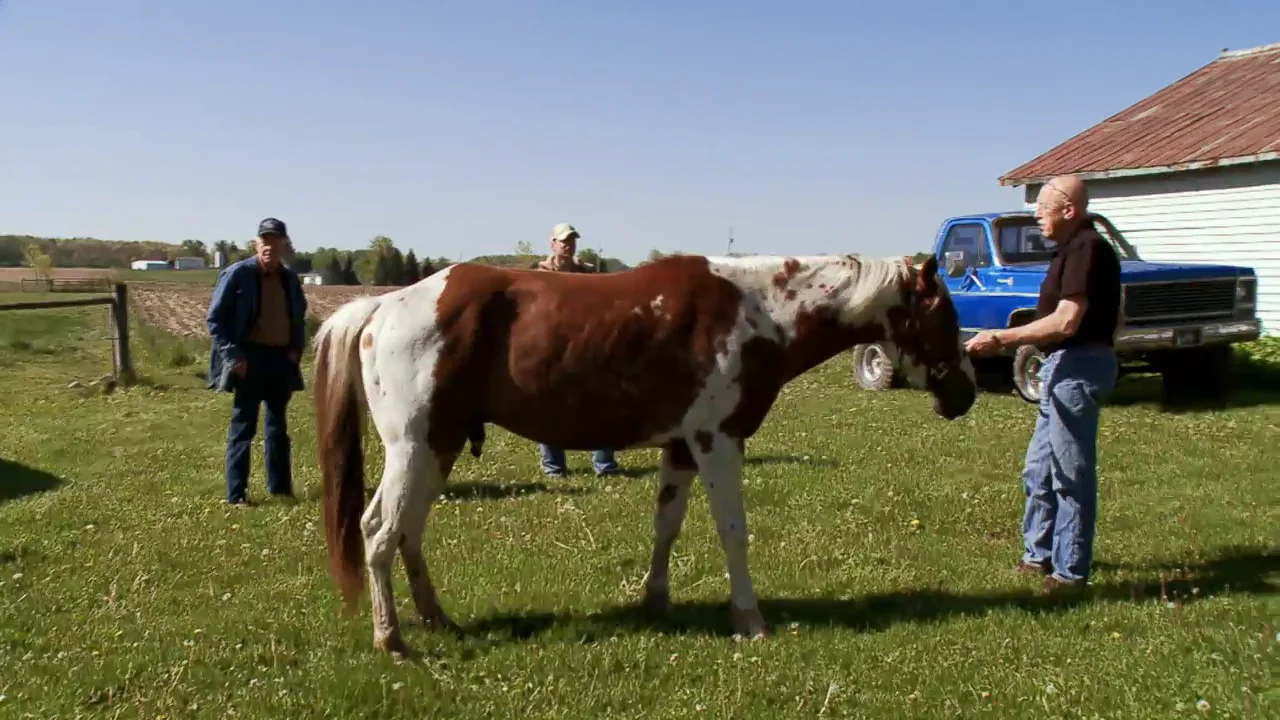"Es dificilísimo tratar con caballos macho" Dr. Pol nos da la solución "Es dificilísimo tratar con caballos macho" Dr. Pol nos da la solución