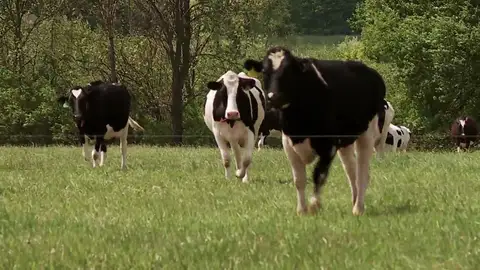 "Se construye un establo nuevo y todo el ganado enferma": Doctor Pol "Se construye un establo nuevo y todo el ganado enferma": Doctor Pol