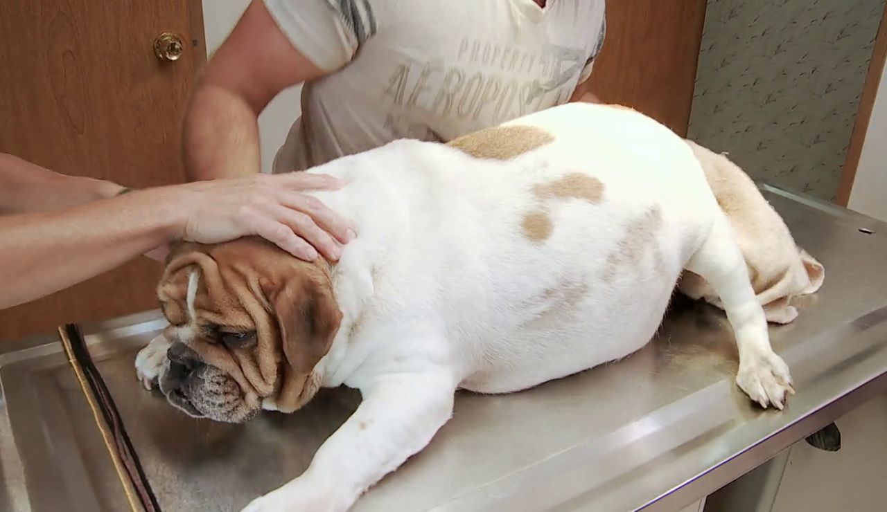 "Los bulldogs en particular no tienen partos normales": Dr. Brenda