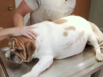 "Los bulldogs en particular no tienen partos normales": Dr. Brenda "Los bulldogs en particular no tienen partos normales": Dr. Brenda