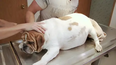 "Los bulldogs en particular no tienen partos normales": Dr. Brenda "Los bulldogs en particular no tienen partos normales": Dr. Brenda