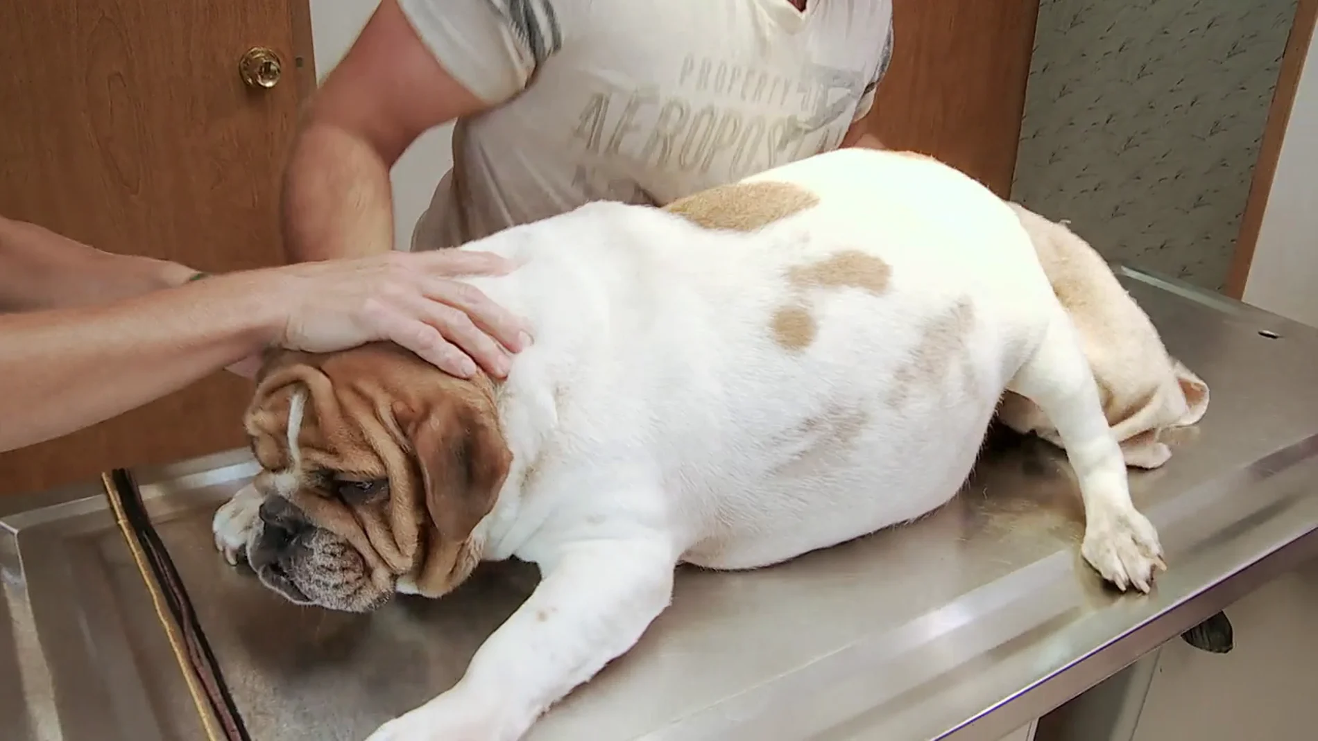"Los bulldogs en particular no tienen partos normales": Dr. Brenda