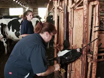 ¿Por qué se descuerna a las vacas? La doctora Brenda te lo cuenta ¿Por qué se descuerna a las vacas? La doctora Brenda te lo cuenta