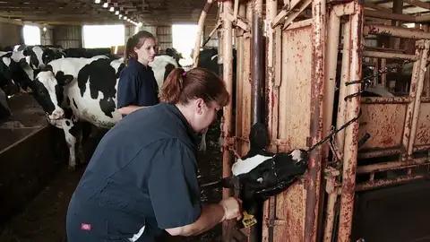 ¿Por qué se descuerna a las vacas? La doctora Brenda te lo cuenta ¿Por qué se descuerna a las vacas? La doctora Brenda te lo cuenta