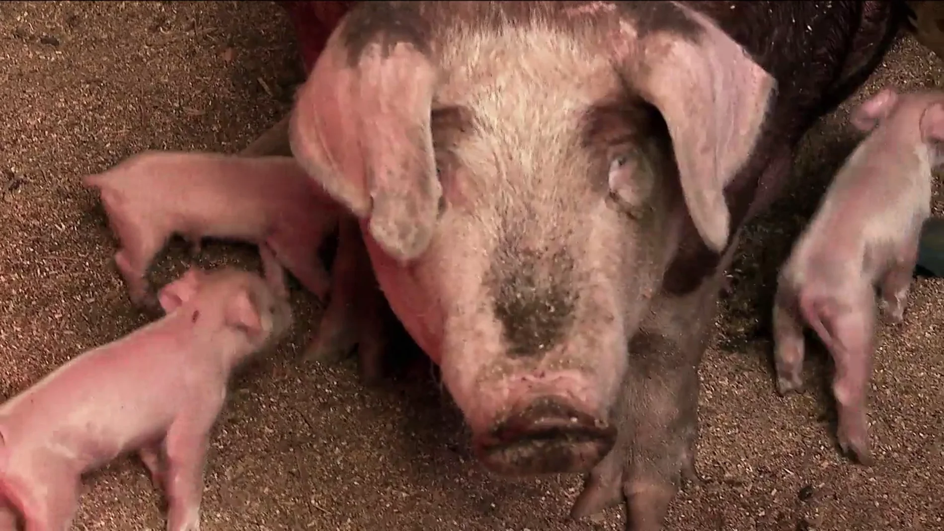 El calor afecta gravemente al parto de los cerdos. Te lo contamos