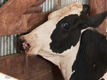 Doctor Pol Doctor Pol