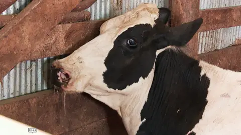 Doctor Pol Doctor Pol