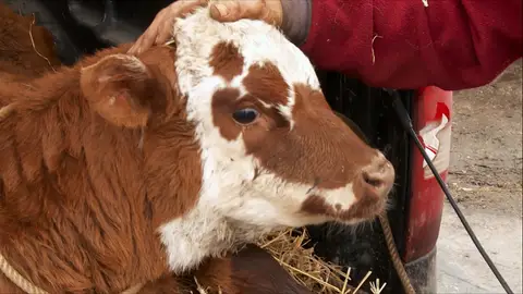 ¿Qué le sucede a esta ternera? El increíble doctor Pol