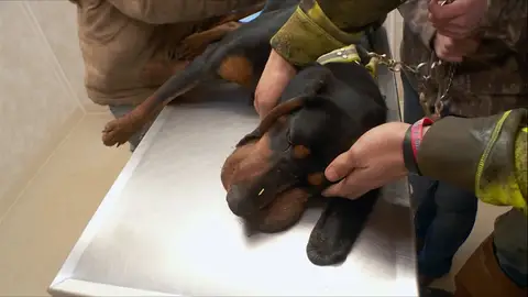 Atacado por puercoespines El increíble Dr. Pol