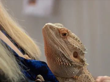 Un dragón barbudo enfermo Un dragón barbudo enfermo