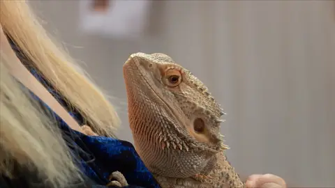 Un dragón barbudo enfermo El increíble Dr. Pol