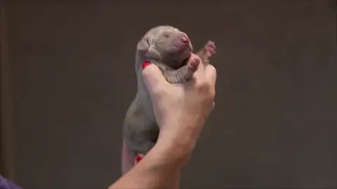 Un parto complicado para esta Braco de Weimar Un parto complicado para esta Braco de Weimar