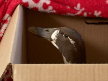 Este pato ha sido atacado por un perro