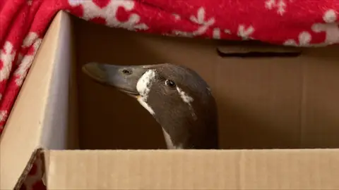 Este pato ha sido atacado por un perro El increíble Dr. Pol