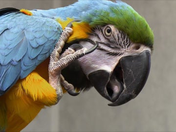 Guacamayo