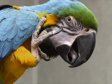 Guacamayo Guacamayo