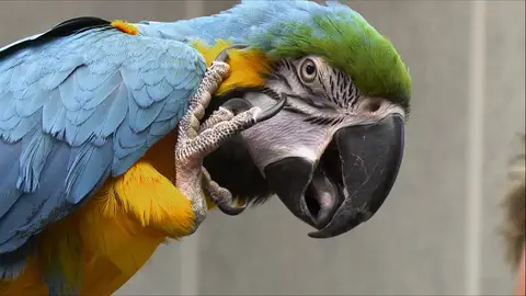 Guacamayo El increíble Dr. Pol