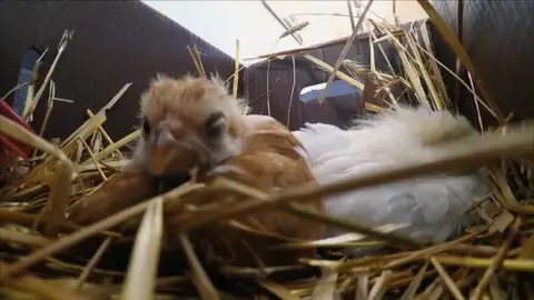 ¿Por qué se están muriendo estos pollitos? ¿Por qué se están muriendo estos pollitos?