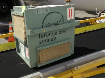 Un pasajero muy especial Un pasajero muy especial