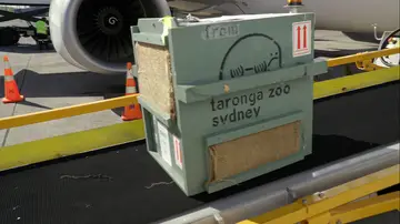 Un pasajero muy especial Un pasajero muy especial