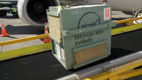 Un pasajero muy especial Control de aduanas: Nueva Zelanda